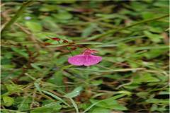 Impatiens diversifolia